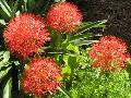 African Blood Lily / Scadoxus multiflorus 